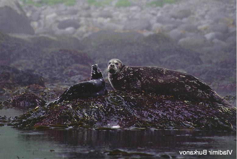 seals